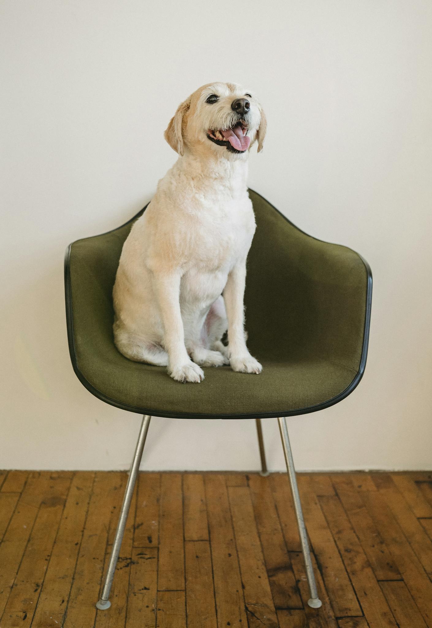 A happy Labrador Retriever sits on a stylish chair indoors, exuding friendly charm.